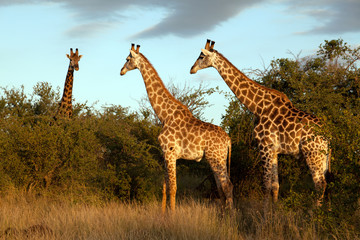Giraffenherde
