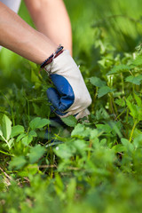 Woman picking fresh nettles