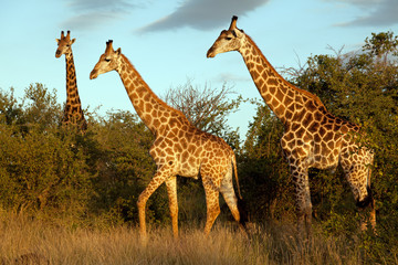 Giraffenherde