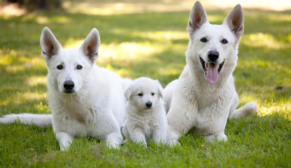 White Swiss Shepherds with little puppy