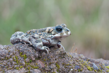 Bufo virdis