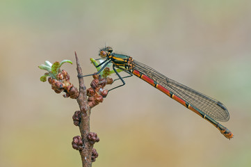 Pyrrhosoma nymphula