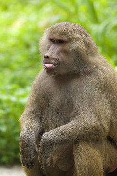 Baboon