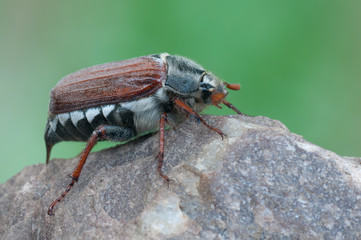 Melolontha melolontha