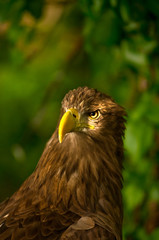 La Mirada