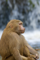 Baboon