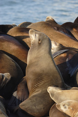 Fototapeta premium Sea lion