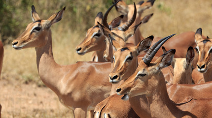Impala Herde