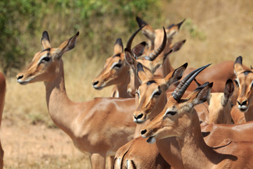 Impala Herde