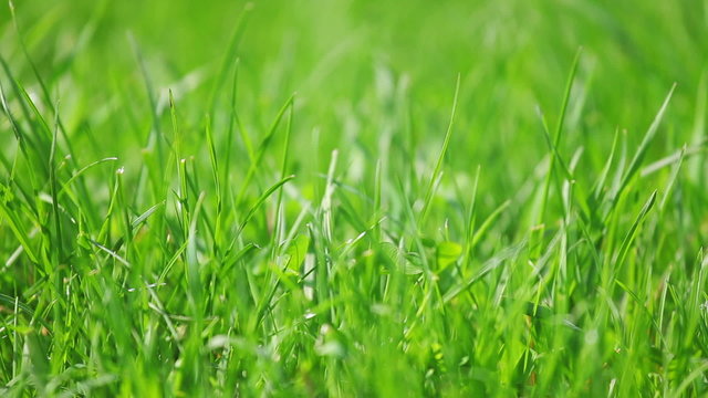 Fresh new green grass sliding shot, macro view