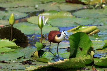 Blaustirn-Blatth&uuml;hnchen
