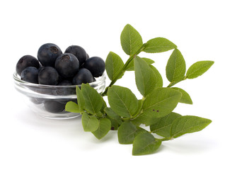 Blue bilberry or whortleberry