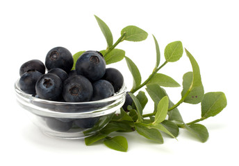 Blue bilberry or whortleberry