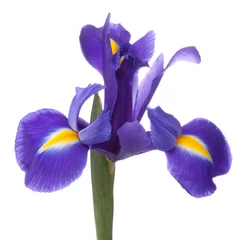 Zelfklevend Fotobehang Blauwe iris of blauwe vlagbloem © Natika