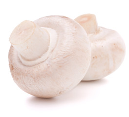 Champignon mushroom