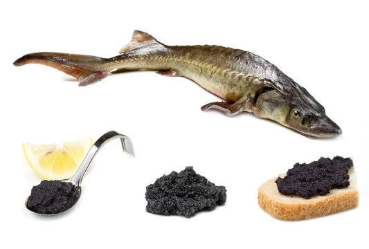 storione e caviale nero