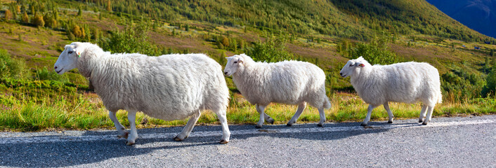 Fototapeta premium Sheeps walking along road