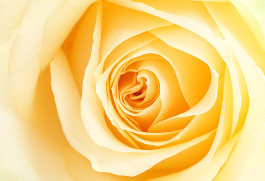 Fototapeta yellow rose petals