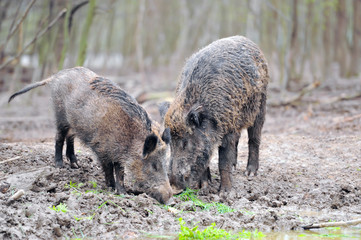 Wild boar