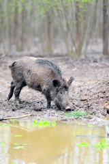Wild boar