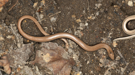 Slowworm, angius fragilis