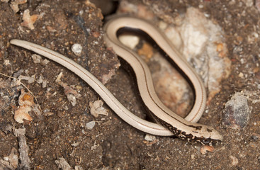 Slowworm, angius fragilis