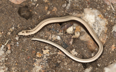 Slowworm, angius fragilis