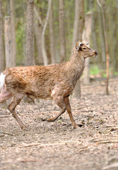 Roe deer