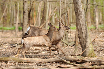 Roe deer
