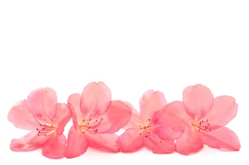 Stickers pour porte Azalée Partie florale de Yamatsutsuji
