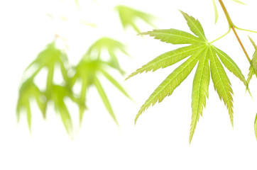 Naklejka premium カエデの新緑のアップ