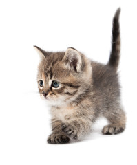 The small cat is isolated on a white background