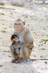cute squirrel monkey with baby
