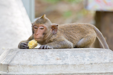 monkey eating a cornstalk