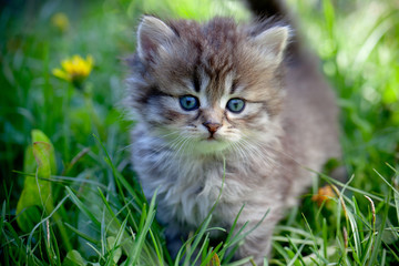 Naklejka na ściany i meble Small cat on a grass