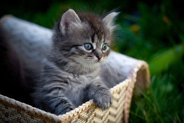 Naklejka na ściany i meble Small cats in a basket on a grass