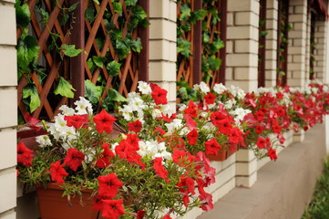Fototapeta na wymiar The facade is decorated with petunias