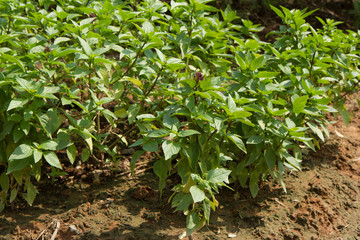 Fresh leaf of basil