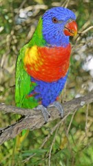 Regenbogenpapagei
