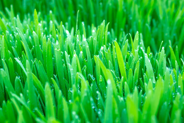 Fototapeta na wymiar Świeża trawa wiosna z kropli wody
