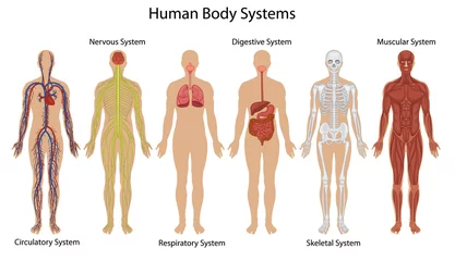 Washable wall murals Kids Human body systems