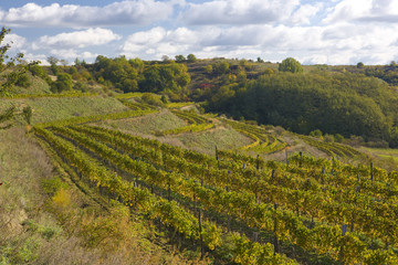 Fototapeta na wymiar vineyards, Czech Republic