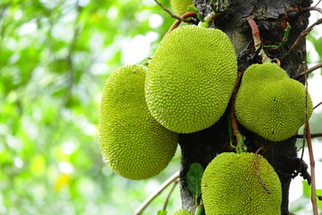 jack fruits