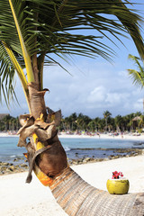 cocktail on palm tree