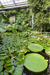 Obraz premium Botanical Garden Na Slupi, Prague, Czech Republic