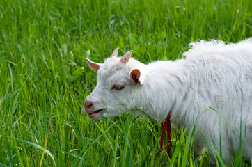 Naklejka na ściany i meble Goat in a grass