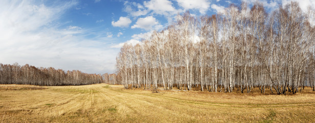 Beautiful spring landscape with birch forest