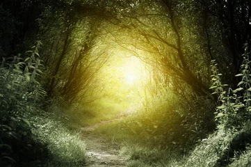 Papier Peint photo autocollant Printemps chemin dans la forêt profonde