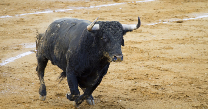 Spanish bulls (toros bravos) in Guadalajara province, Castilla L