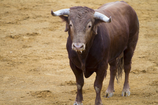 Brown bull in the spanish bullfighting arena